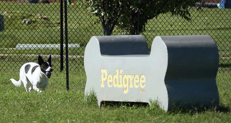 Report details use of Joplin's parks, programs